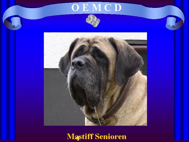 OEMCD Mastiff Senioren 