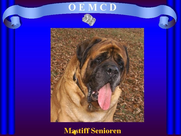 OEMCD Mastiff Senioren 