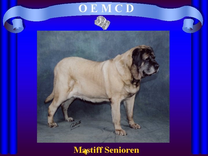 OEMCD Mastiff Senioren 