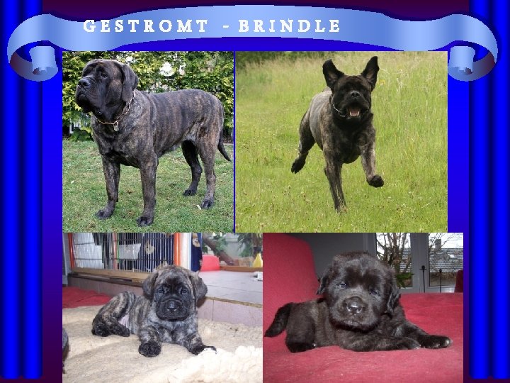 GESTROMT - BRINDLE 