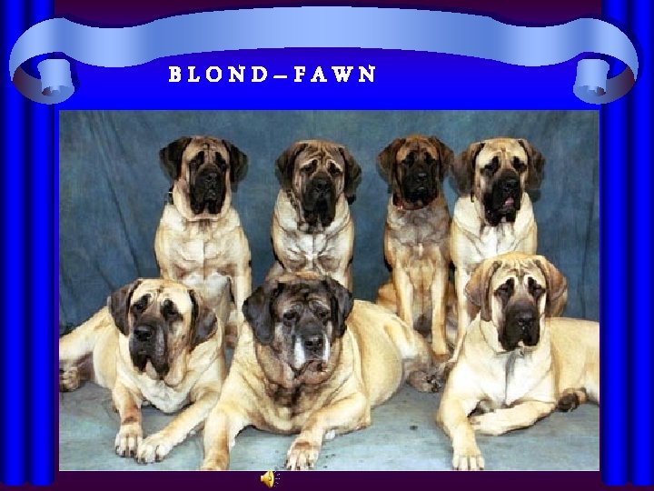 BLOND–FAWN 