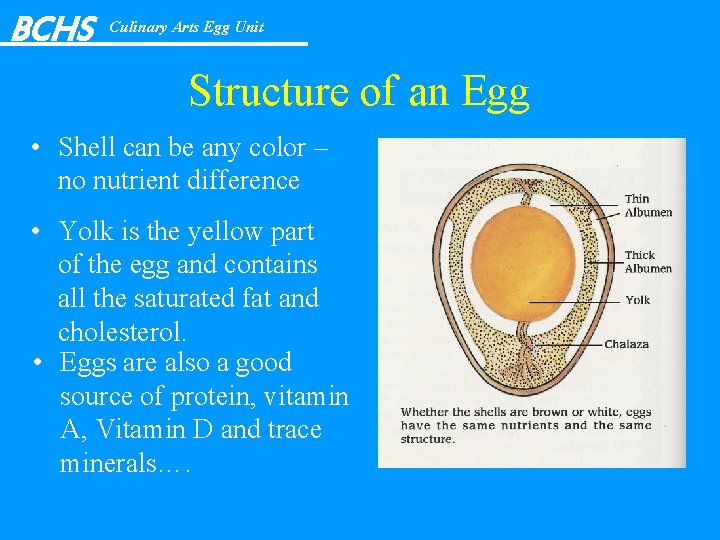 BCHS Culinary Arts Egg Unit Structure of an Egg • Shell can be any