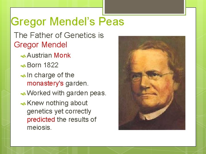 Gregor Mendel’s Peas The Father of Genetics is Gregor Mendel Austrian Monk Born 1822
