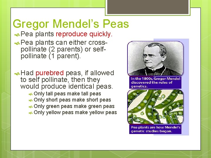 Gregor Mendel’s Peas Pea plants reproduce quickly. Pea plants can either cross- pollinate (2