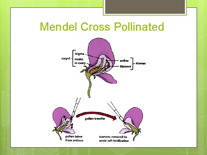 Mendel Cross Pollinated 