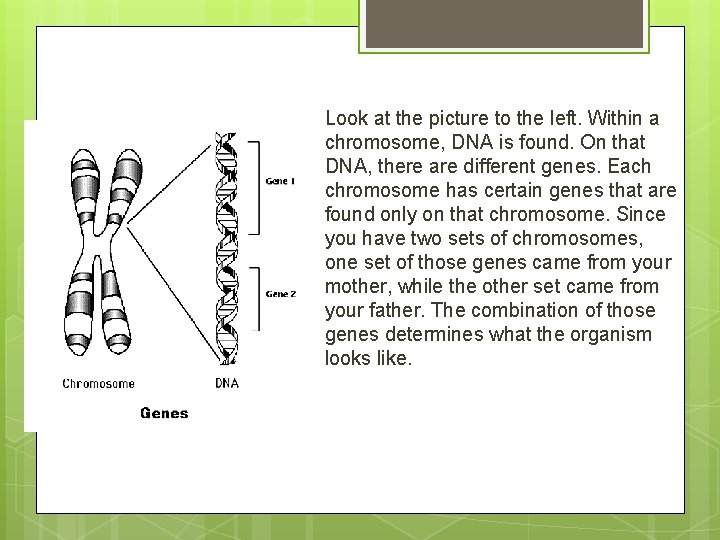 Look at the picture to the left. Within a chromosome, DNA is found. On