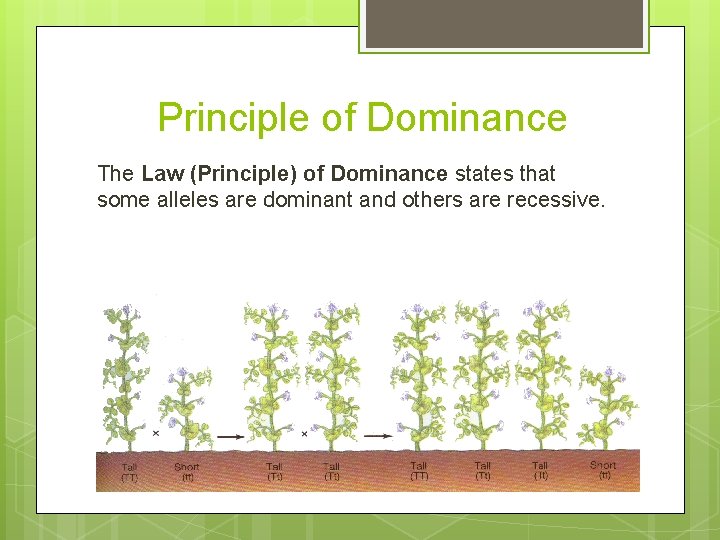 Principle of Dominance The Law (Principle) of Dominance states that some alleles are dominant