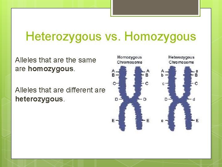 Heterozygous vs. Homozygous Alleles that are the same are homozygous. Alleles that are different