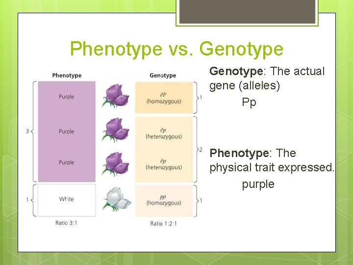 Phenotype vs. Genotype: The actual gene (alleles) Pp Phenotype: The physical trait expressed. purple