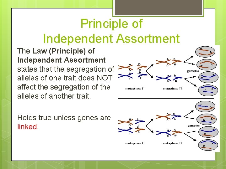 Principle of Independent Assortment The Law (Principle) of Independent Assortment states that the segregation