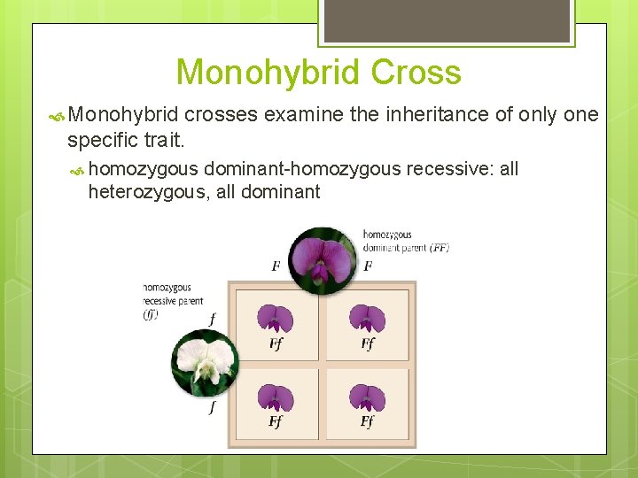 Monohybrid Cross Monohybrid crosses examine the inheritance of only one specific trait. homozygous dominant-homozygous