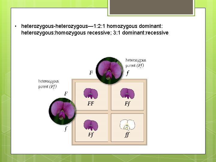  • heterozygous-heterozygous— 1: 2: 1 homozygous dominant: heterozygous: homozygous recessive; 3: 1 dominant: