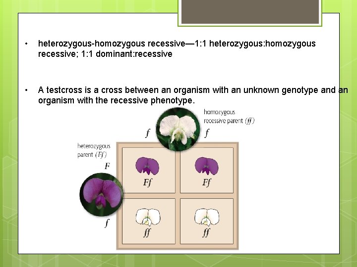  • heterozygous-homozygous recessive— 1: 1 heterozygous: homozygous recessive; 1: 1 dominant: recessive •