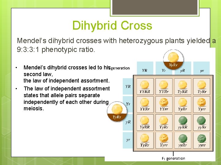 Dihybrid Cross Mendel’s dihybrid crosses with heterozygous plants yielded a 9: 3: 3: 1