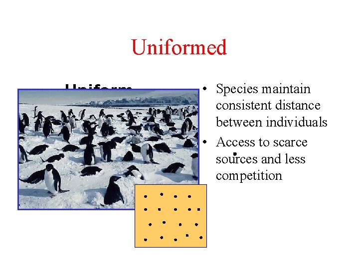 Uniformed Uniform Dispersion • Species maintain consistent distance between individuals • Access to scarce