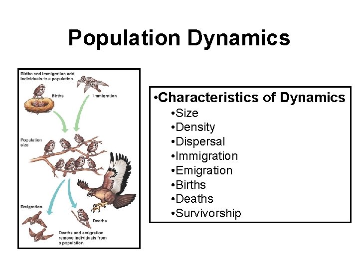 Population Dynamics • Characteristics of Dynamics • Size • Density • Dispersal • Immigration