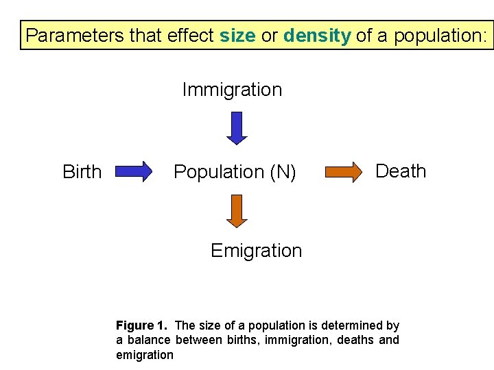 Parameters that effect size or density of a population: Immigration Birth Population (N) Death