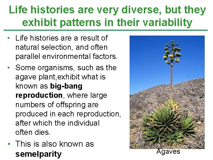 Life histories are very diverse, but they exhibit patterns in their variability • Life