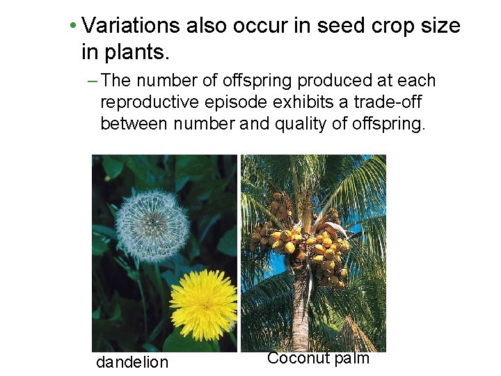  • Variations also occur in seed crop size in plants. – The number