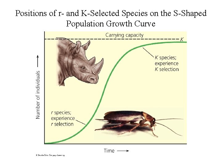 Positions of r- and K-Selected Species on the S-Shaped Population Growth Curve 