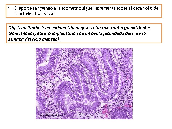  • El aporte sanguíneo al endometrio sigue incrementándose al desarrollo de la actividad