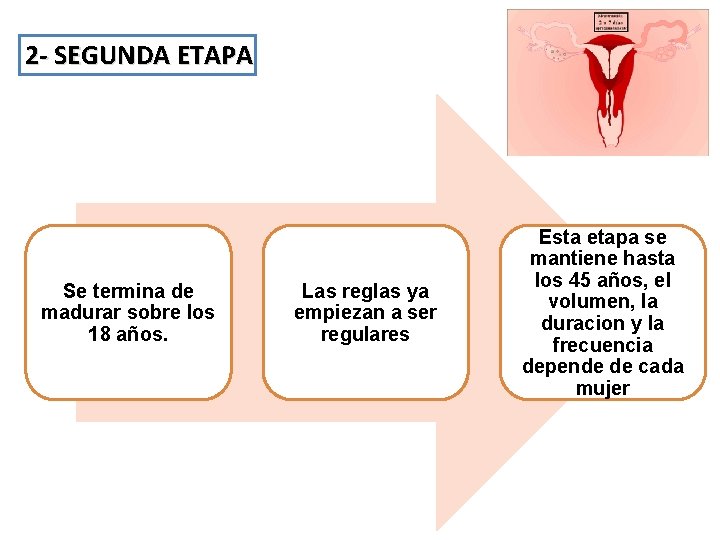 2 - SEGUNDA ETAPA Se termina de madurar sobre los 18 años. Las reglas