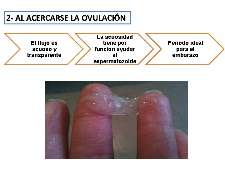 2 - AL ACERCARSE LA OVULACIÓN El flujo es acuoso y transparente La acuosidad