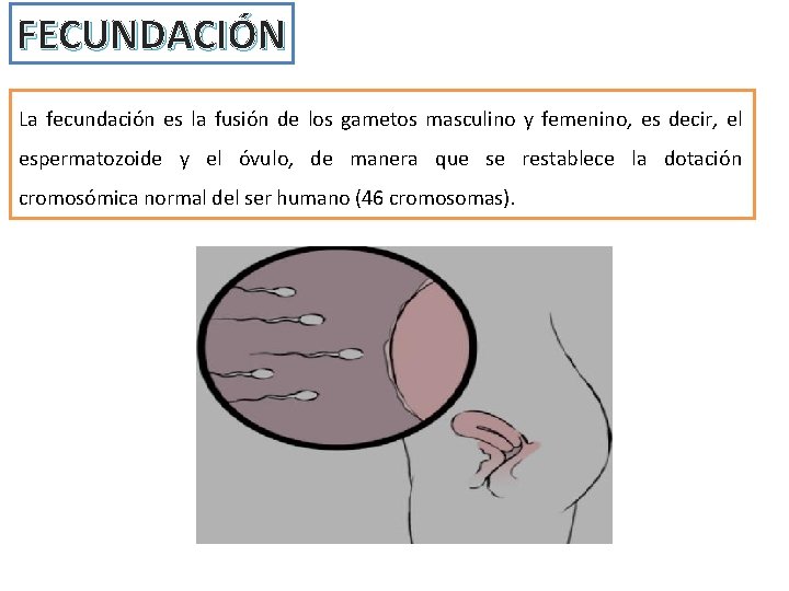 FECUNDACIÓN La fecundación es la fusión de los gametos masculino y femenino, es decir,