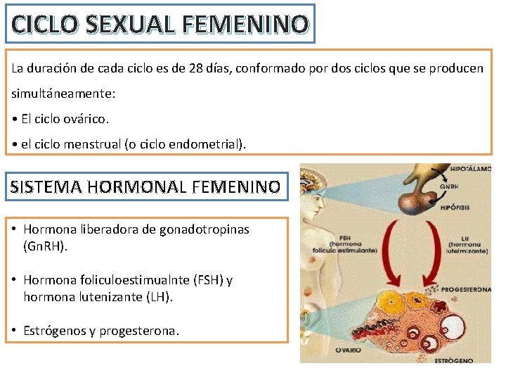 CICLO SEXUAL FEMENINO La duración de cada ciclo es de 28 días, conformado por