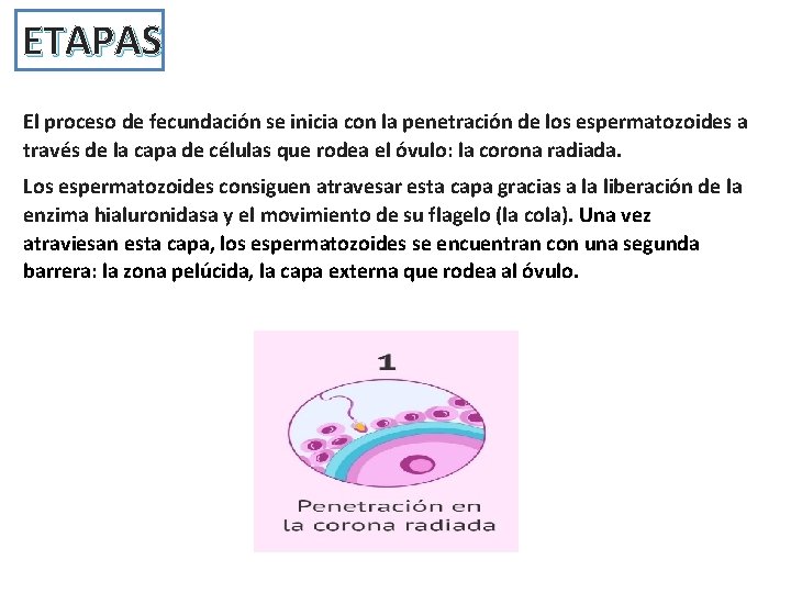 ETAPAS El proceso de fecundación se inicia con la penetración de los espermatozoides a