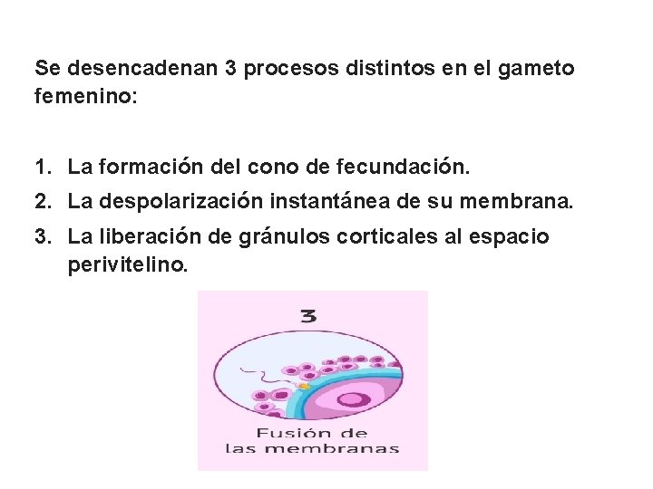 Se desencadenan 3 procesos distintos en el gameto femenino: 1. La formación del cono