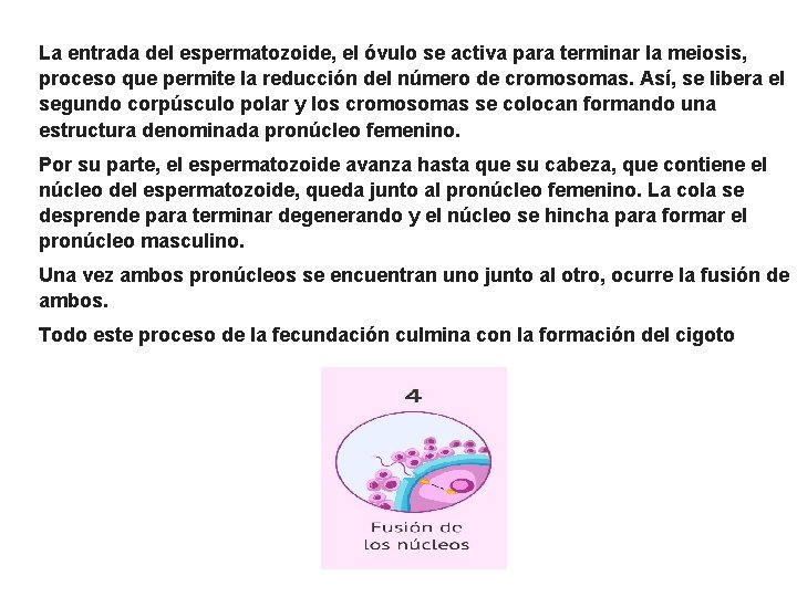 La entrada del espermatozoide, el óvulo se activa para terminar la meiosis, proceso que