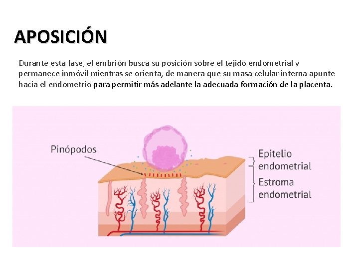 APOSICIÓN Durante esta fase, el embrión busca su posición sobre el tejido endometrial y