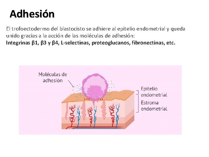Adhesión El trofoectodermo del blastocisto se adhiere al epitelio endometrial y queda unido gracias