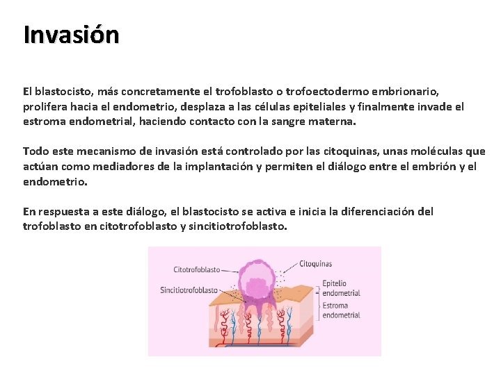 Invasión El blastocisto, más concretamente el trofoblasto o trofoectodermo embrionario, prolifera hacia el endometrio,