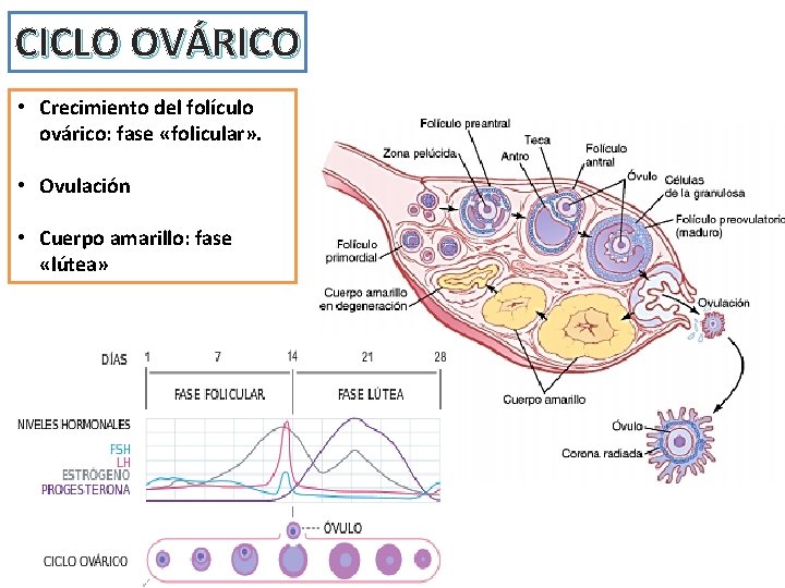 CICLO OVÁRICO • Crecimiento del folículo ovárico: fase «folicular» . • Ovulación • Cuerpo