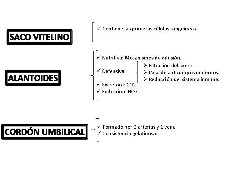 SACO VITELINO ALANTOIDES CORDÓN UMBILICAL ü Contiene las primeras células sanguíneas. ü Nutritiva: Mecanismos