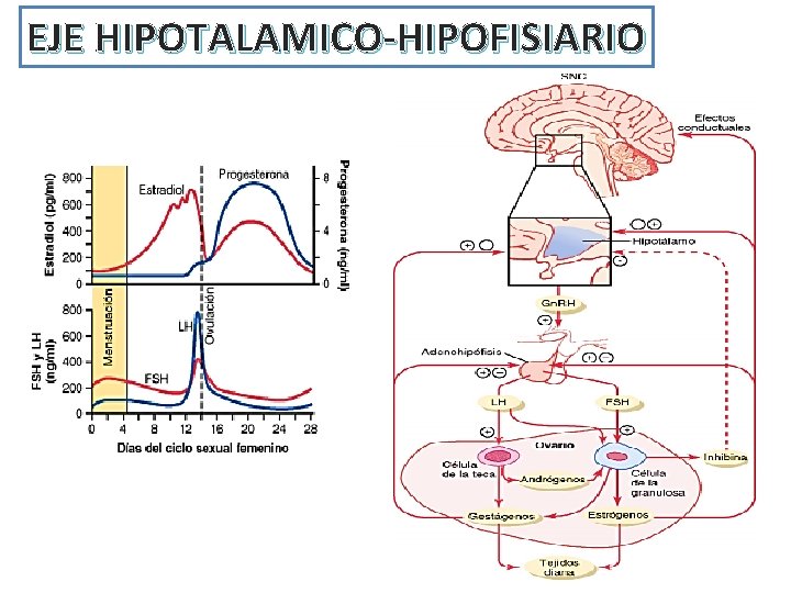 EJE HIPOTALAMICO-HIPOFISIARIO 