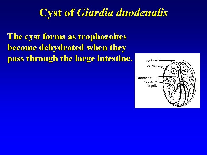 Cyst of Giardia duodenalis The cyst forms as trophozoites become dehydrated when they pass