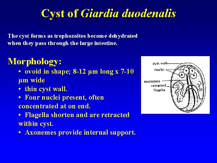 Cyst of Giardia duodenalis The cyst forms as trophozoites become dehydrated when they pass