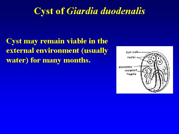 Cyst of Giardia duodenalis Cyst may remain viable in the external environment (usually water)