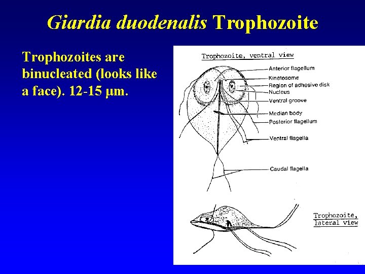 Giardia duodenalis Trophozoites are binucleated (looks like a face). 12 -15 μm. 