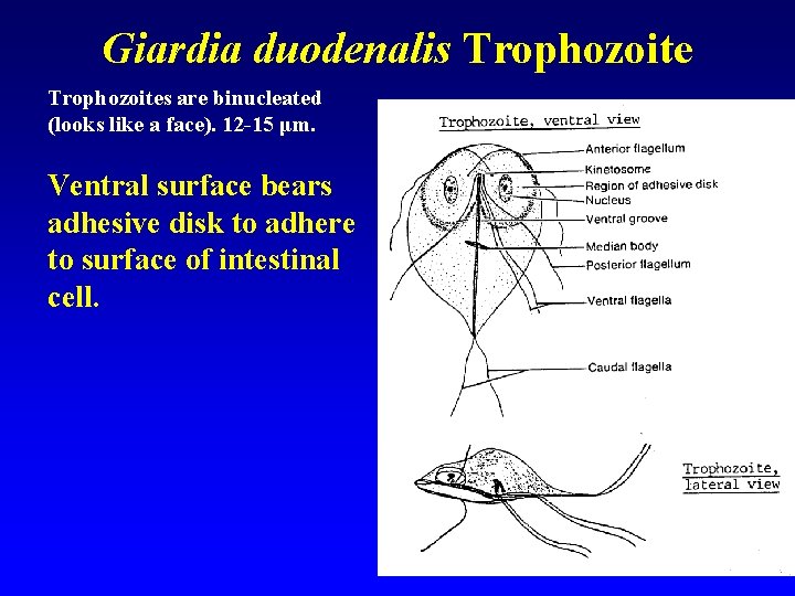 Giardia duodenalis Trophozoites are binucleated (looks like a face). 12 -15 μm. Ventral surface