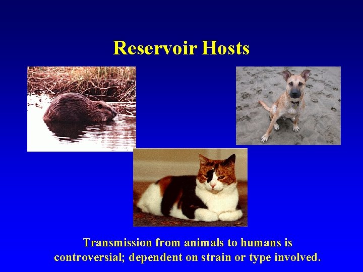 Reservoir Hosts Transmission from animals to humans is controversial; dependent on strain or type