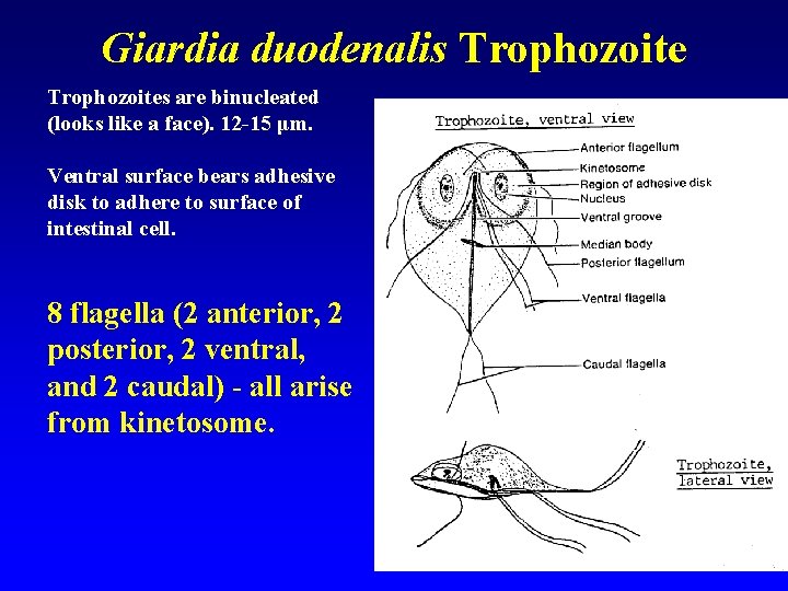 Giardia duodenalis Trophozoites are binucleated (looks like a face). 12 -15 μm. Ventral surface