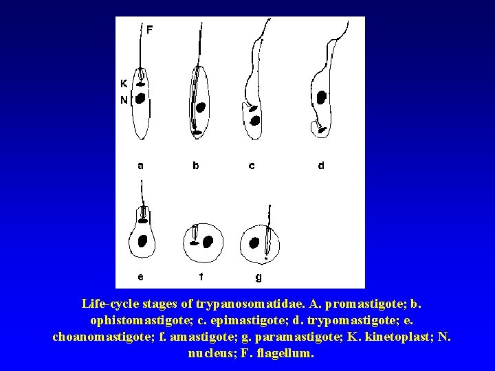 Life-cycle stages of trypanosomatidae. A. promastigote; b. ophistomastigote; c. epimastigote; d. trypomastigote; e. choanomastigote;