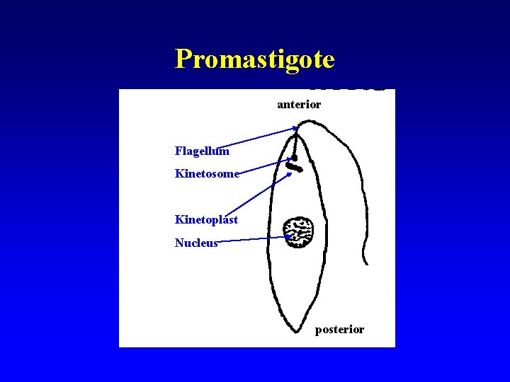 Promastigote anterior Flagellum Kinetosome Kinetoplast Nucleus posterior 