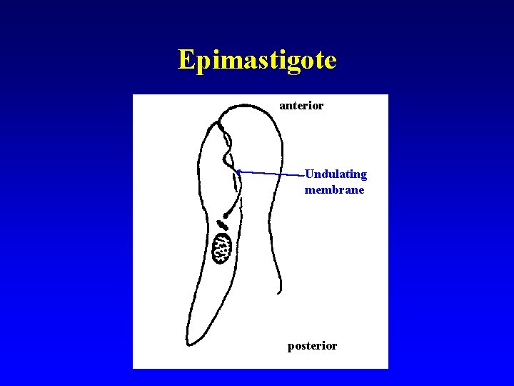 Epimastigote anterior Undulating membrane posterior 