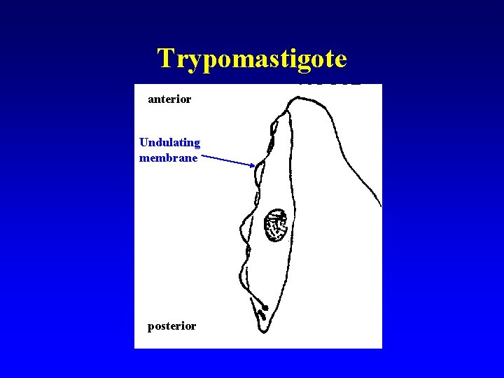 Trypomastigote anterior Undulating membrane posterior 