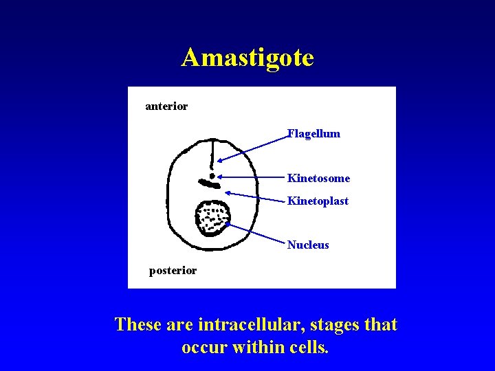 Amastigote anterior Flagellum Kinetosome Kinetoplast Nucleus posterior These are intracellular, stages that occur within